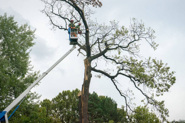 Best Commercial Tree Services  in USA